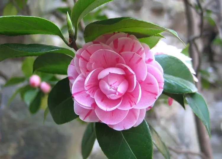 camélia, arbuste à fleurs roses et au feuillage persistant