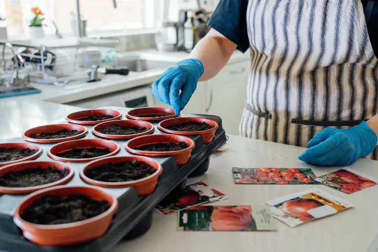 commencer les semis de légumes à l'intérieur dans le sud de la france