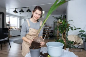 comment arroser un cocos nucifera simol1407 envato