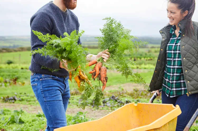 comment avoir de belles carottes