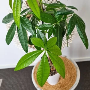 comment entretenir un arbre à argent après la taille