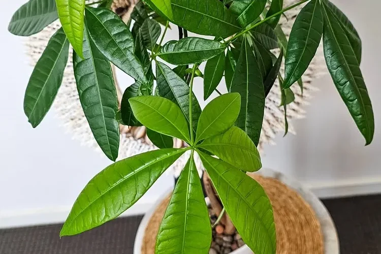 comment entretenir un arbre à argent après la taille