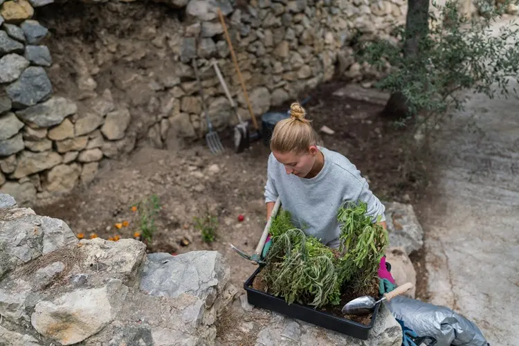 comment éviter la prolifération des mauvaises herbes dans une rocaille