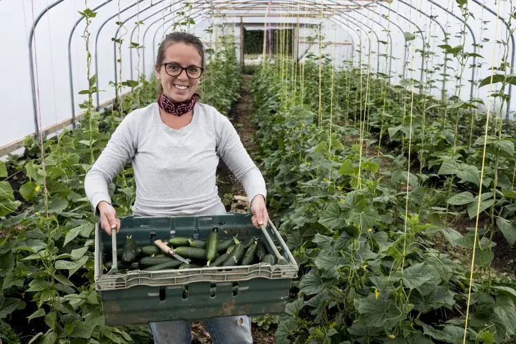 comment faire les semis de courgettes en mars