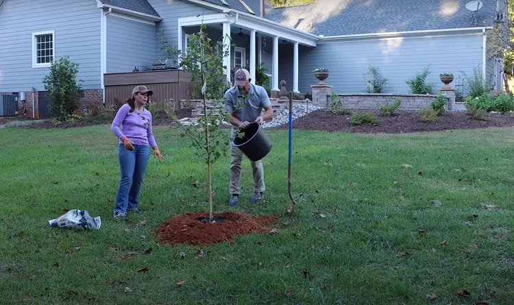 comment planter un ginkgo biloba