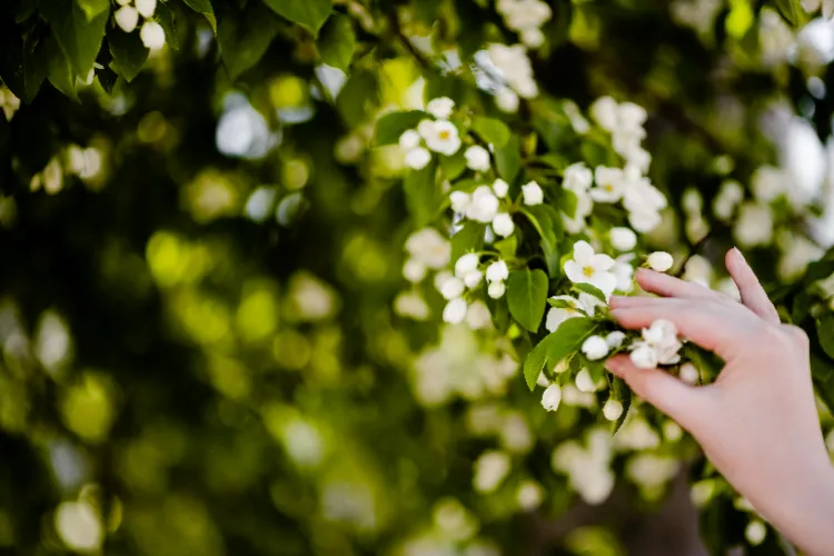 comment planter un jasmin grimpant