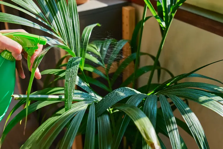 comment rempoter un cocotier d'intérieur