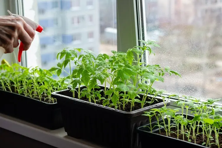 comment semer les tomates