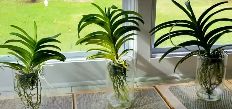 comment s'occuper d'une orchidée bleue vanda
