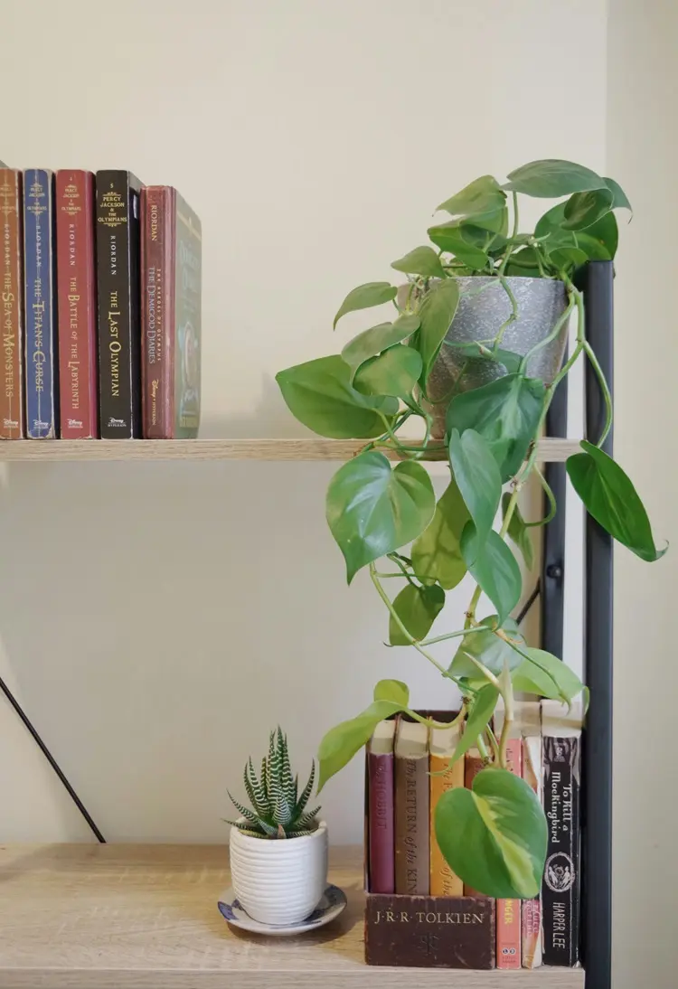 conseils d'entretien philodendron