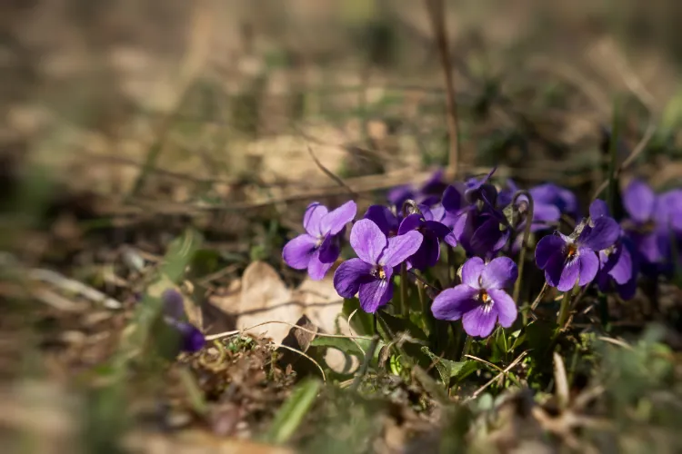 consommer des violettes sauvages 2025