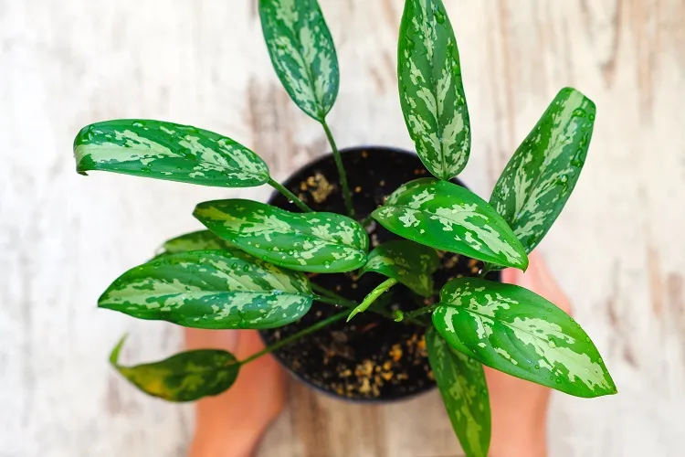 cultiver aglaonema dans une cuisine sombre