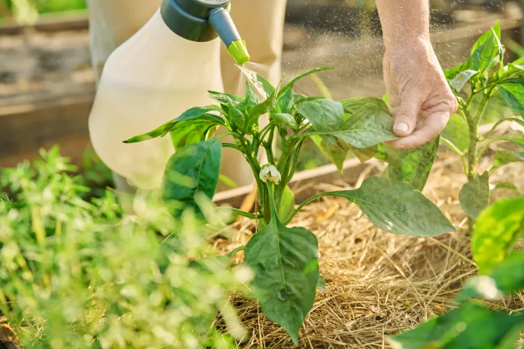 décoction de tabac contre les insectes sur les plantes