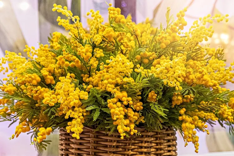 des conseils d'experts et astuces pour garder la couronne de mimosa fraîche plus longtemps