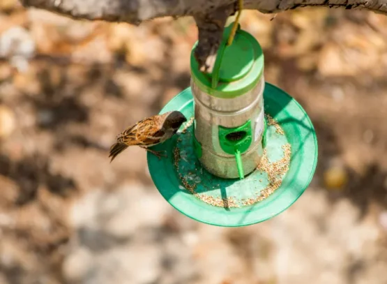 désinfecter une mangeoire à oiseaux