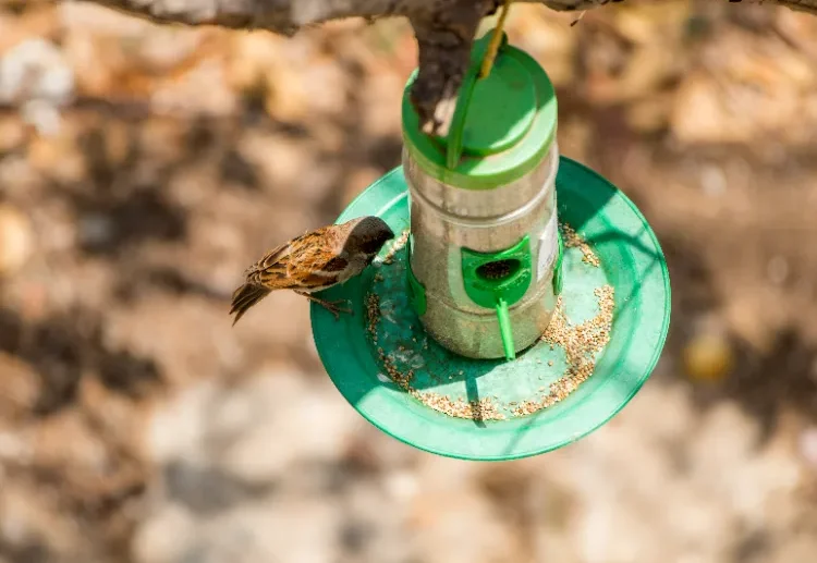 désinfecter une mangeoire à oiseaux