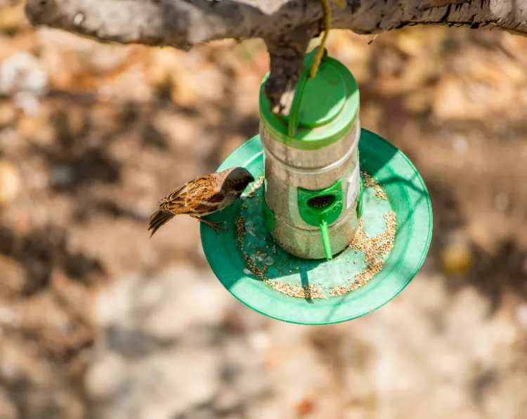 désinfecter une mangeoire à oiseaux