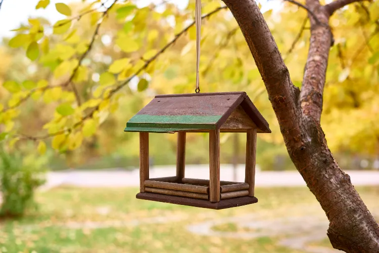 désinfecter une mangeoire pour oiseaux