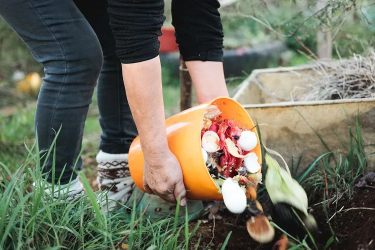 enrichir la terre du potager au printemps avec du compost