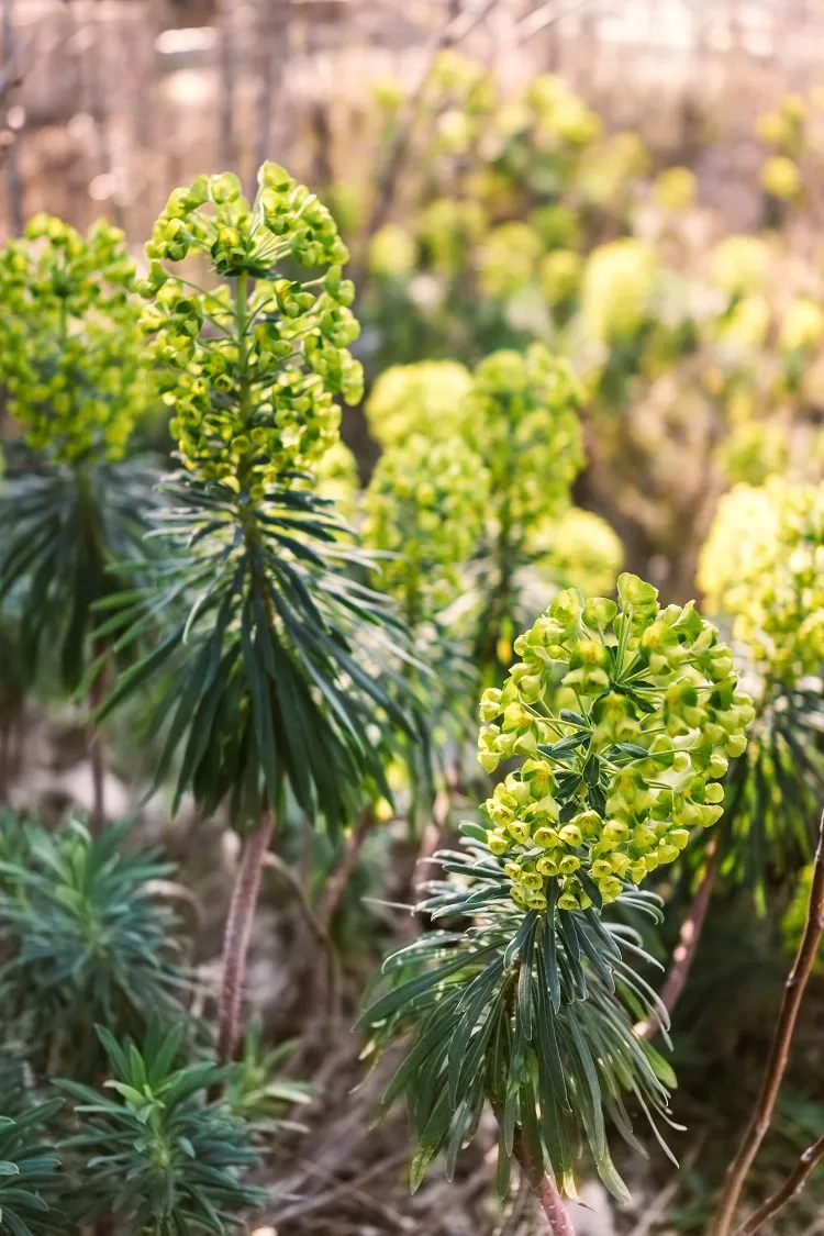 euphorbia characias est la plante persistante à croissance rapide idéale pour un jardin architectural