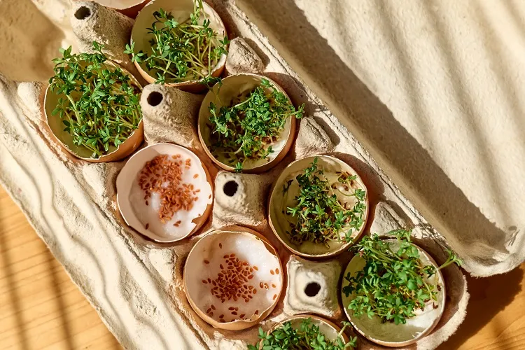 Faire germer des graines dans des coquilles d'œufs