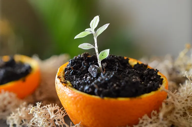 Faire germer des plantes dans des pelures d'orange