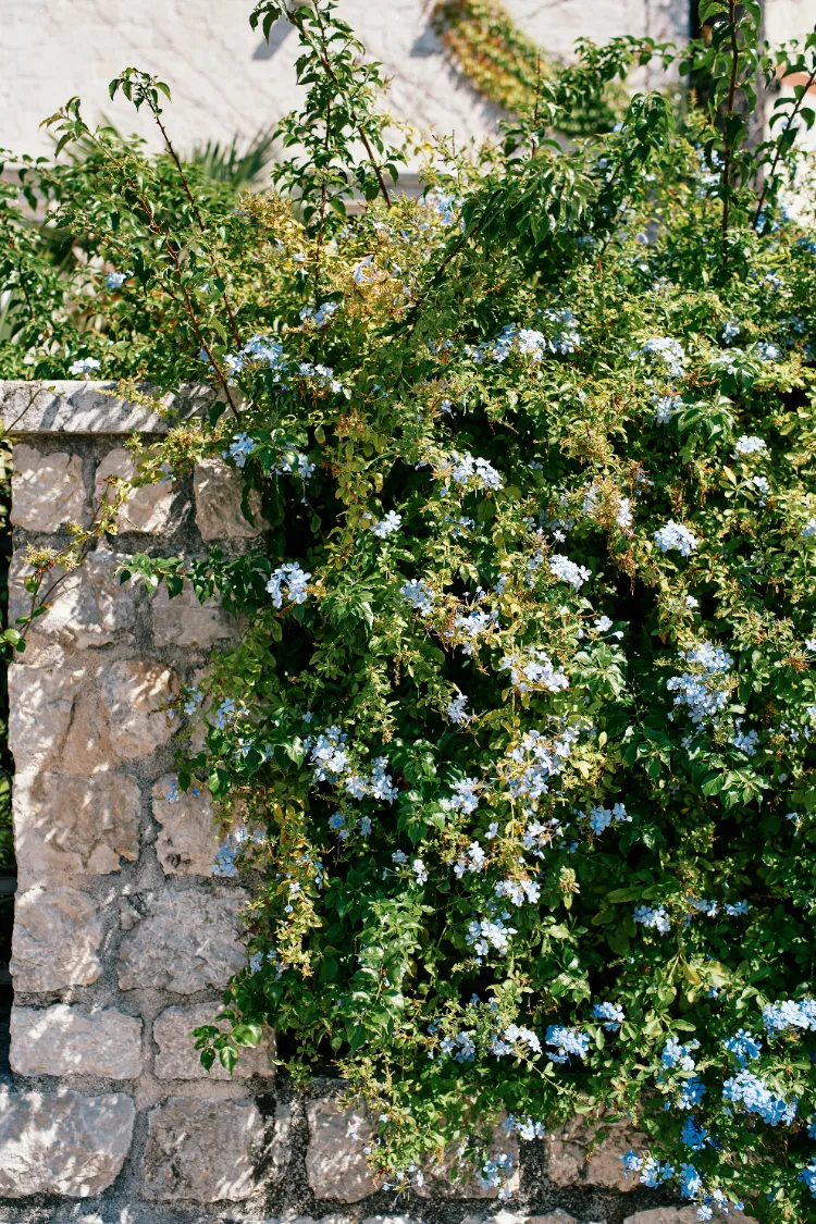 faire grimper du jasmin sur un mur