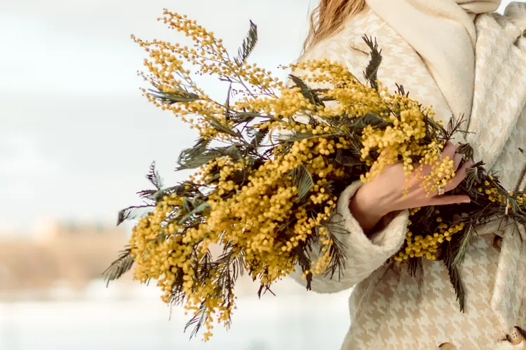 faire sécher un bouquet de mimosa 2025