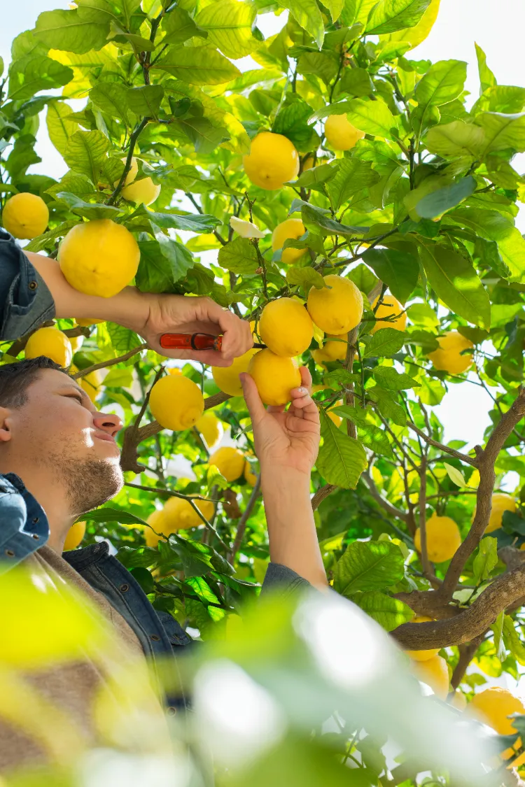 fertiliser le citronnier pour le fructifier