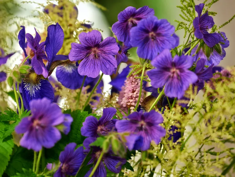 geranium à la place des ronces 2025