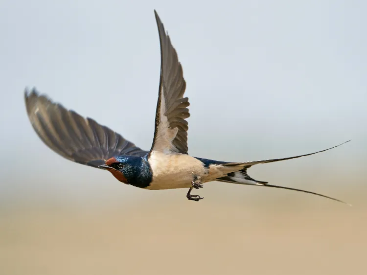 hirondelle rustique au printemps