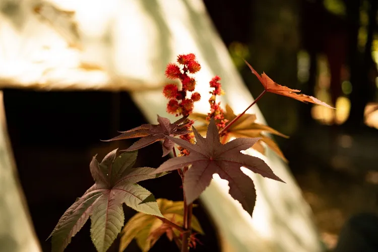 l'aralia du japon est une plante parfaite pour les coins sombres du domicile