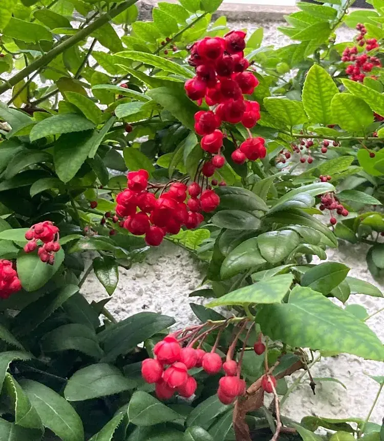 la berberidopsis corallina est une plante grimpante persistante à fleurs rouges