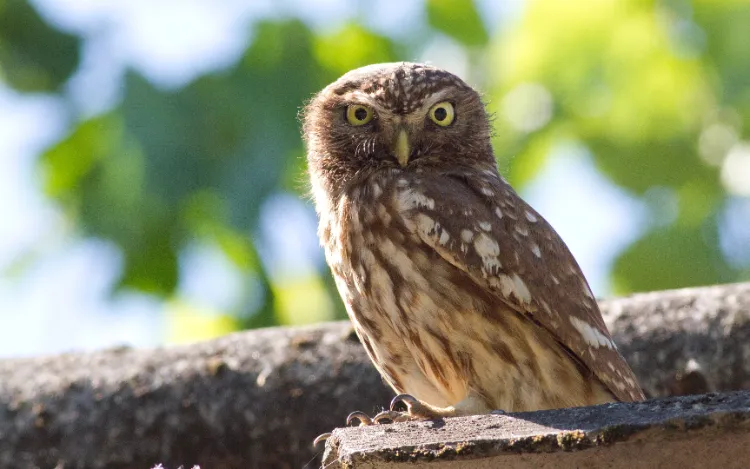 la chouette chevêche est en déclin et figure dans des programmes de conservation des habitats ruraux