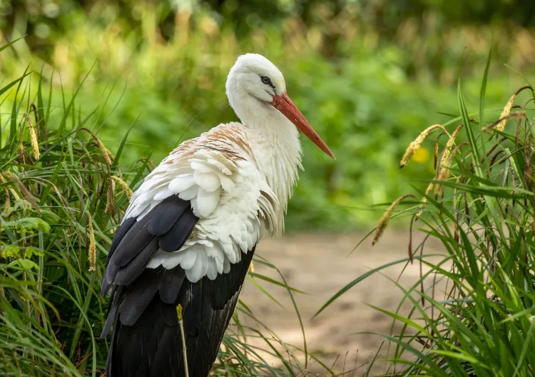 la cigogne blanche est parmi les espèces d'oiseaux protégées en france