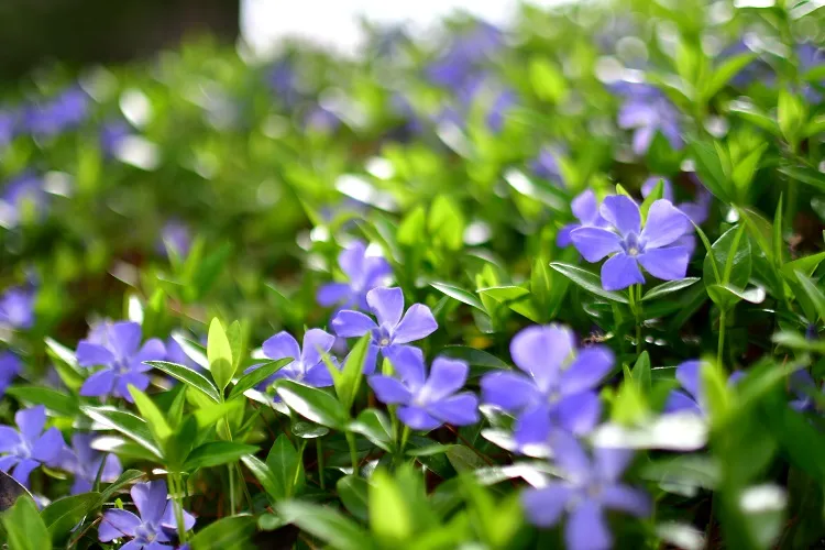 la pervenche est une fleur couvre sol qui se propage rapidement en étouffant les autres végétaux sous son feuillage