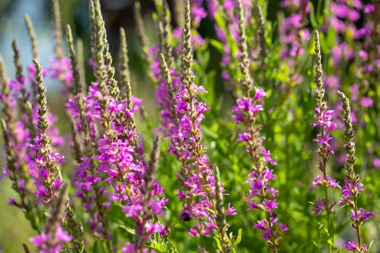 la salicaire commune est une fleur envahissante destructrice