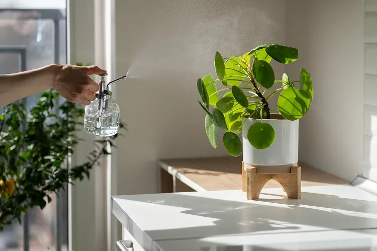 la vaporisation offre une fine brume d'eau aux plantes d'intérieur