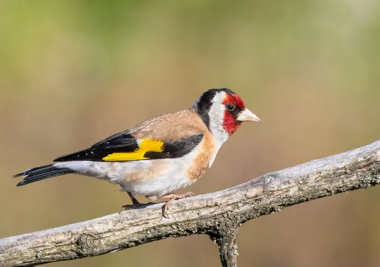 le chardonneret élégant est classé vulnérable et protégé en france