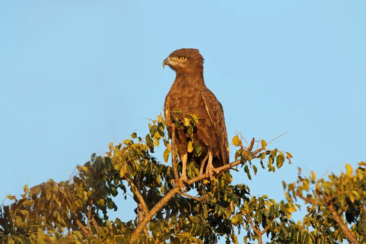 le circaète jean le blanc est un oiseau rapace qui est protégé sur le territoire français