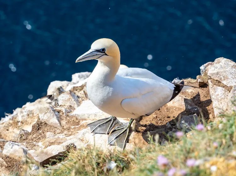 le fou de bassan est protégé dans les réserves naturelles marines françaises