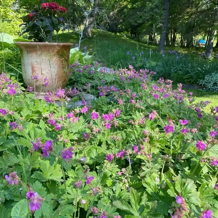 le geranium macrorrhizum fait partie des plantes persistantes à croissance rapide à avoir dans son jardin