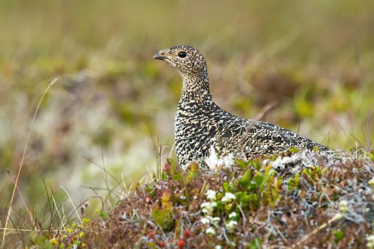 le lagopède alpin est un oiseau des montagnes protégé