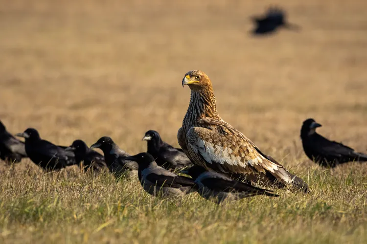 le milan royal est classé un oiseau vulnérable sur la liste rouge française