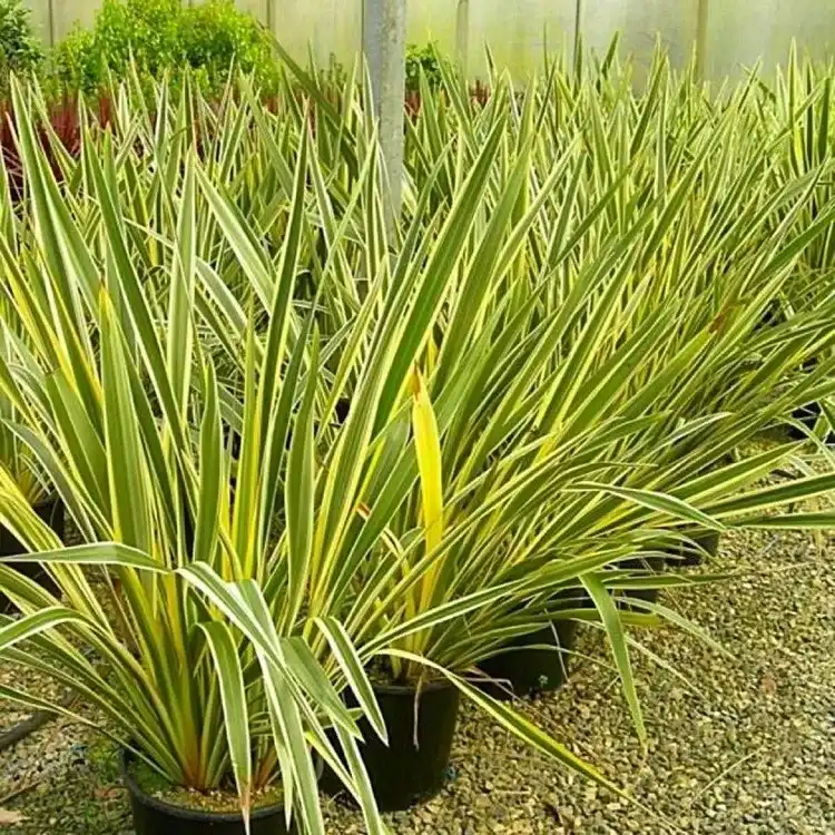 le phormium tenax est une plante persistante très ornementale pour aménager un jardin graphique