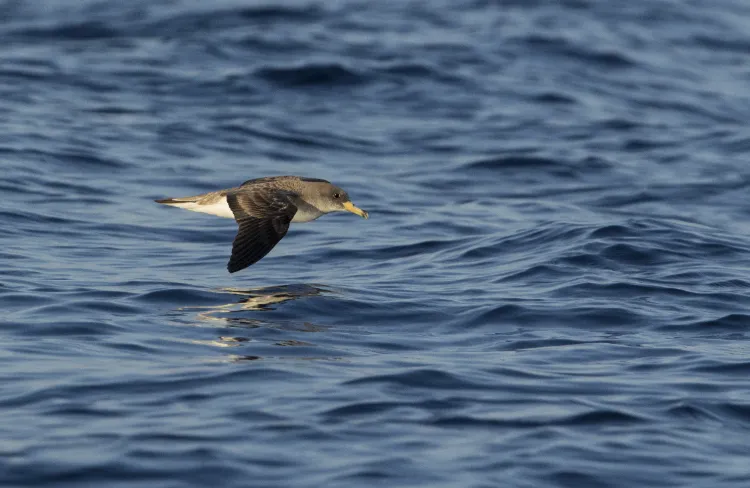 le puffin des baléares est un petit oiseau marin qui est parmi les espèces les plus menacées en europe