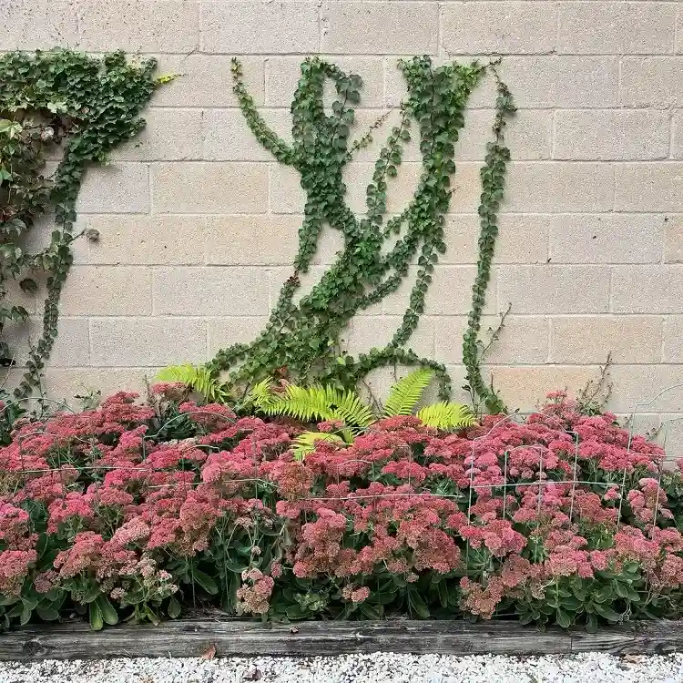 le sedum est un choix parfait de plante persistante à croissance rapide pour votre jardin