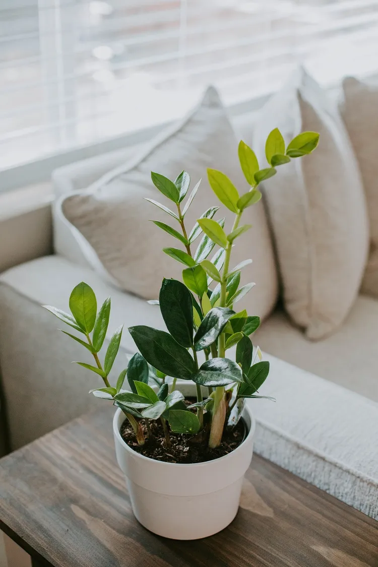 le zamioculcas est la plante parfaite à cultiver dans un coin sombre