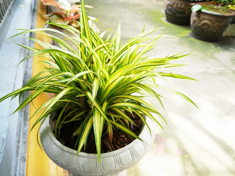 le chlorophytum est parmi les plantes d'intérieur qui apprécient l'acide citrique