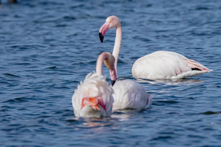 le flamant rose est parmi les espèces d'oiseaux protégées en france depuis des années